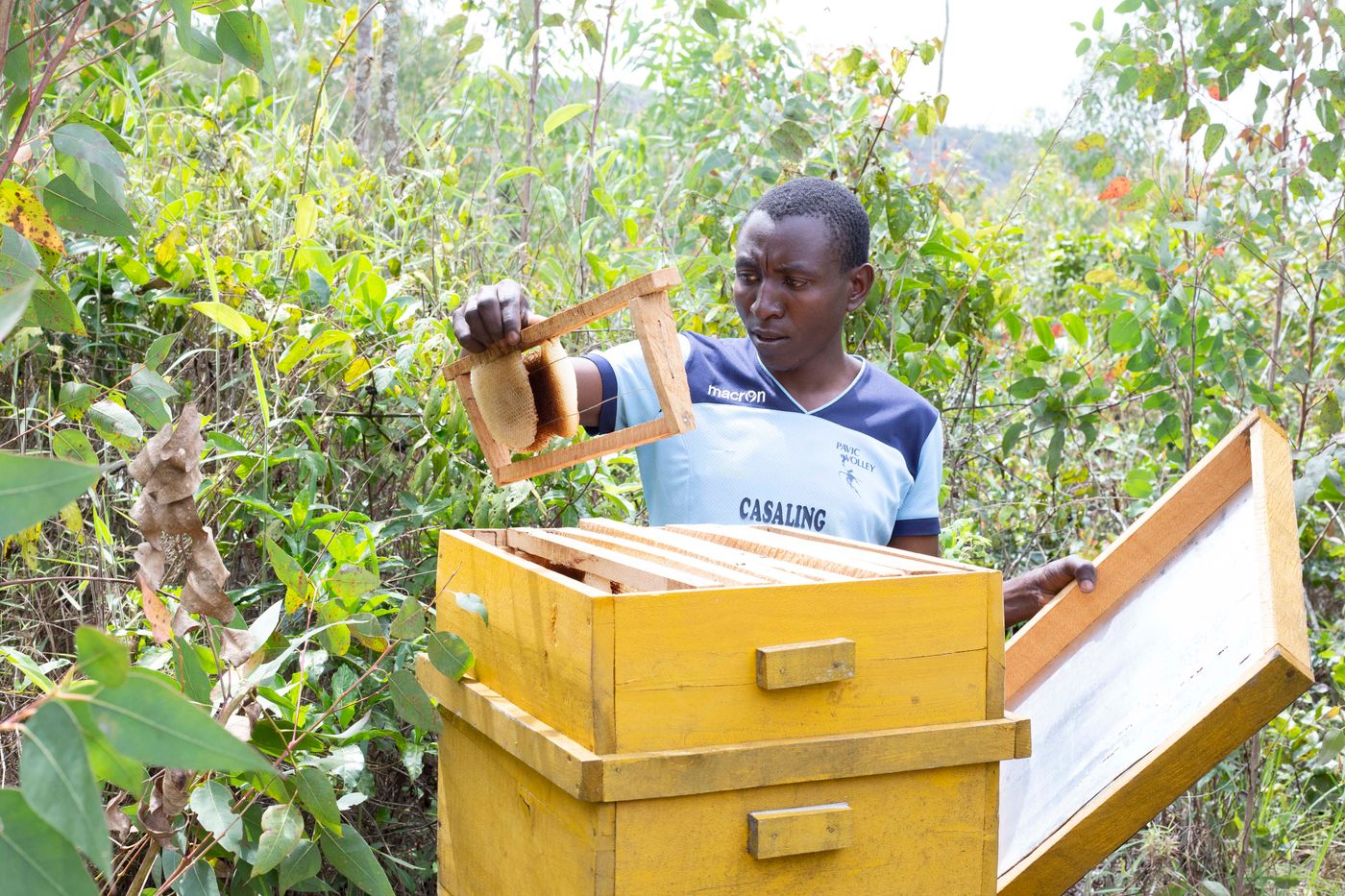 Beekeeper holding a honey frame from a hive