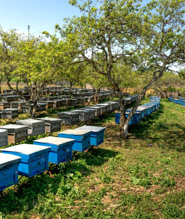 Bee Keeping