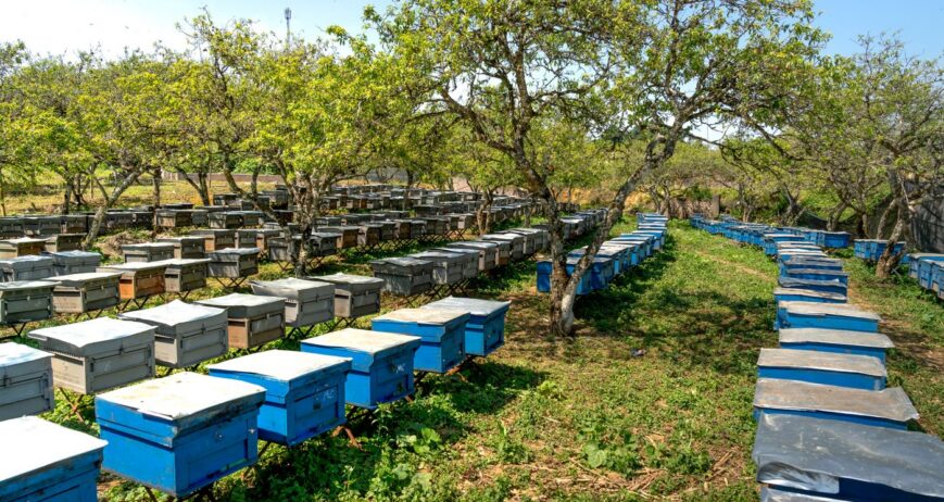 Bee Keeping