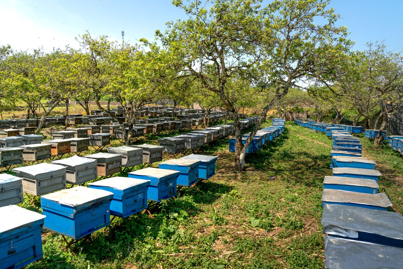 Rows of beehives at a community apiary