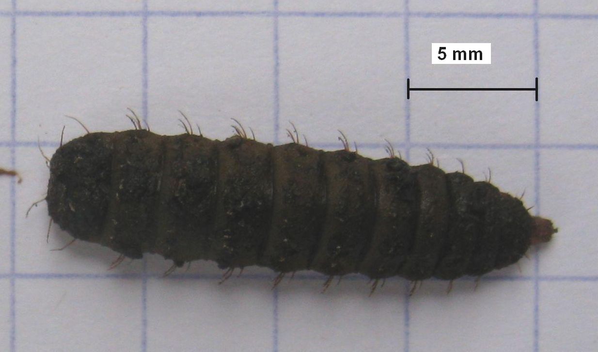 Black soldier fly larva reared on organic waste to produce animal feed and fertiliser
