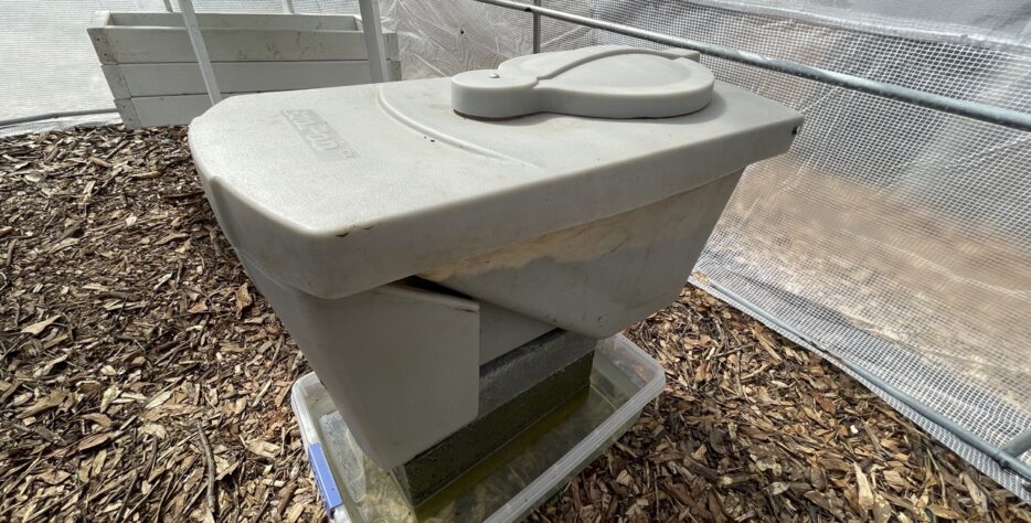 Black soldier fly larvae in a rearing unit converting organic waste into animal feed