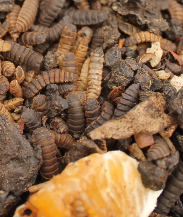 Black soldier fly larvae feeding on organic waste to produce animal feed and fertiliser