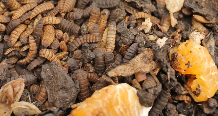 Black soldier fly larvae feeding on organic waste to produce animal feed and fertiliser
