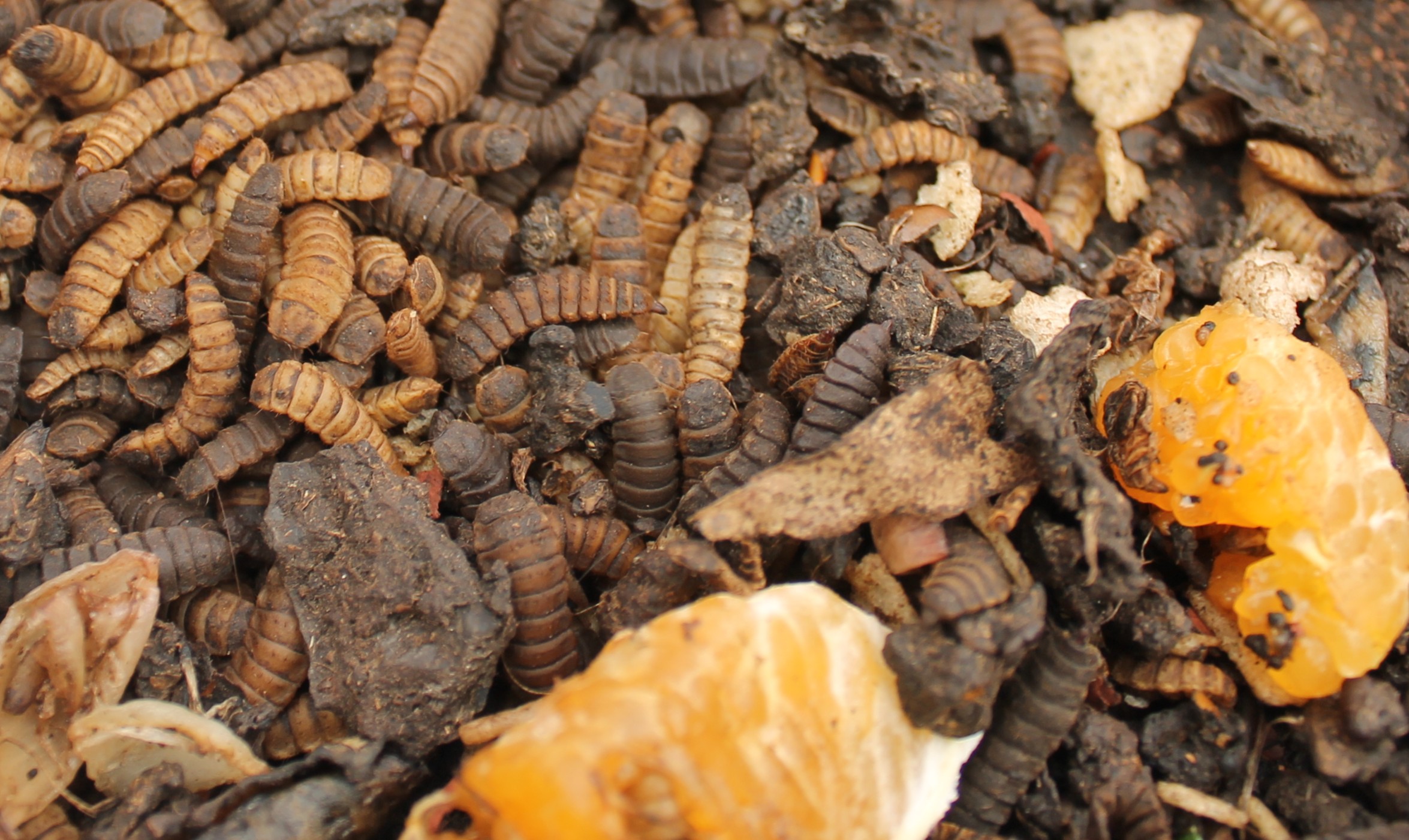 Black soldier fly larvae feeding on organic waste to produce animal feed and fertiliser