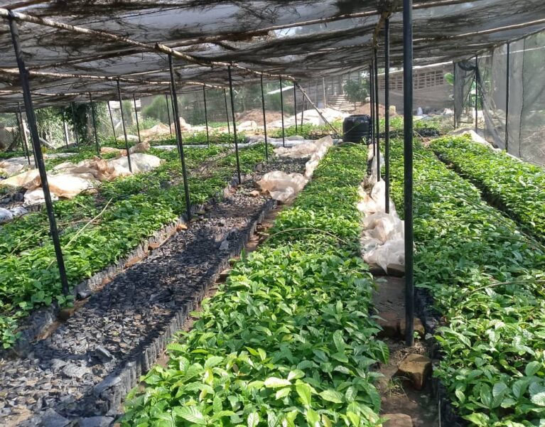 Rows of healthy coffee seedlings growing in a shaded nursery