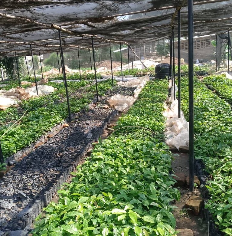 Rows of healthy coffee seedlings growing in a shaded nursery