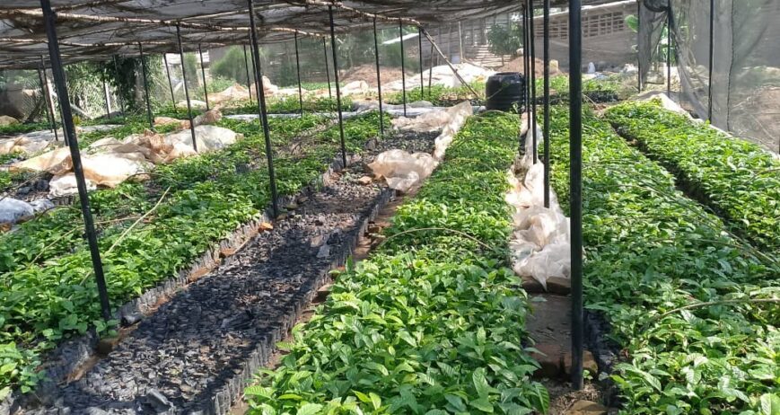 Rows of healthy coffee seedlings growing in a shaded nursery