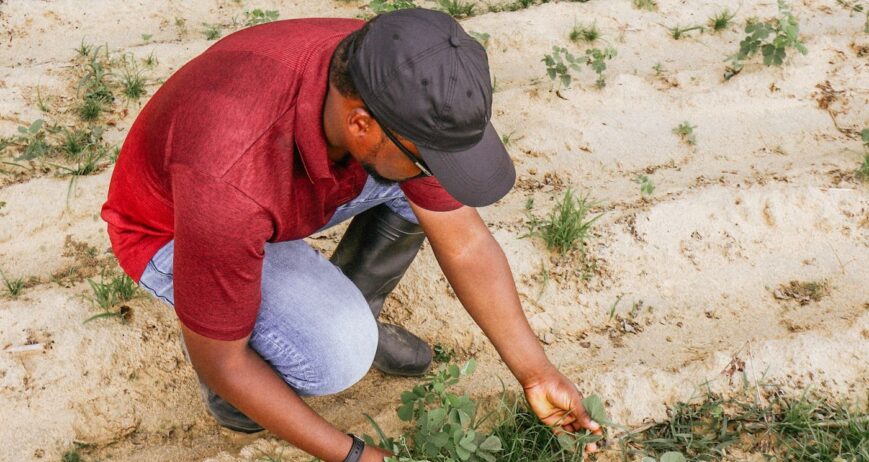 Supporting smallholder farmers with training, agronomic advice, Farmer Field Schools, and Good Agricultural Practice to improve productivity and build resilience.