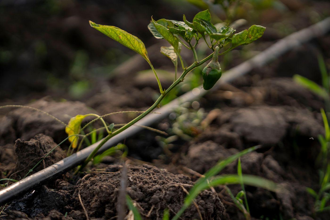 A young crop growing with drip irrigation