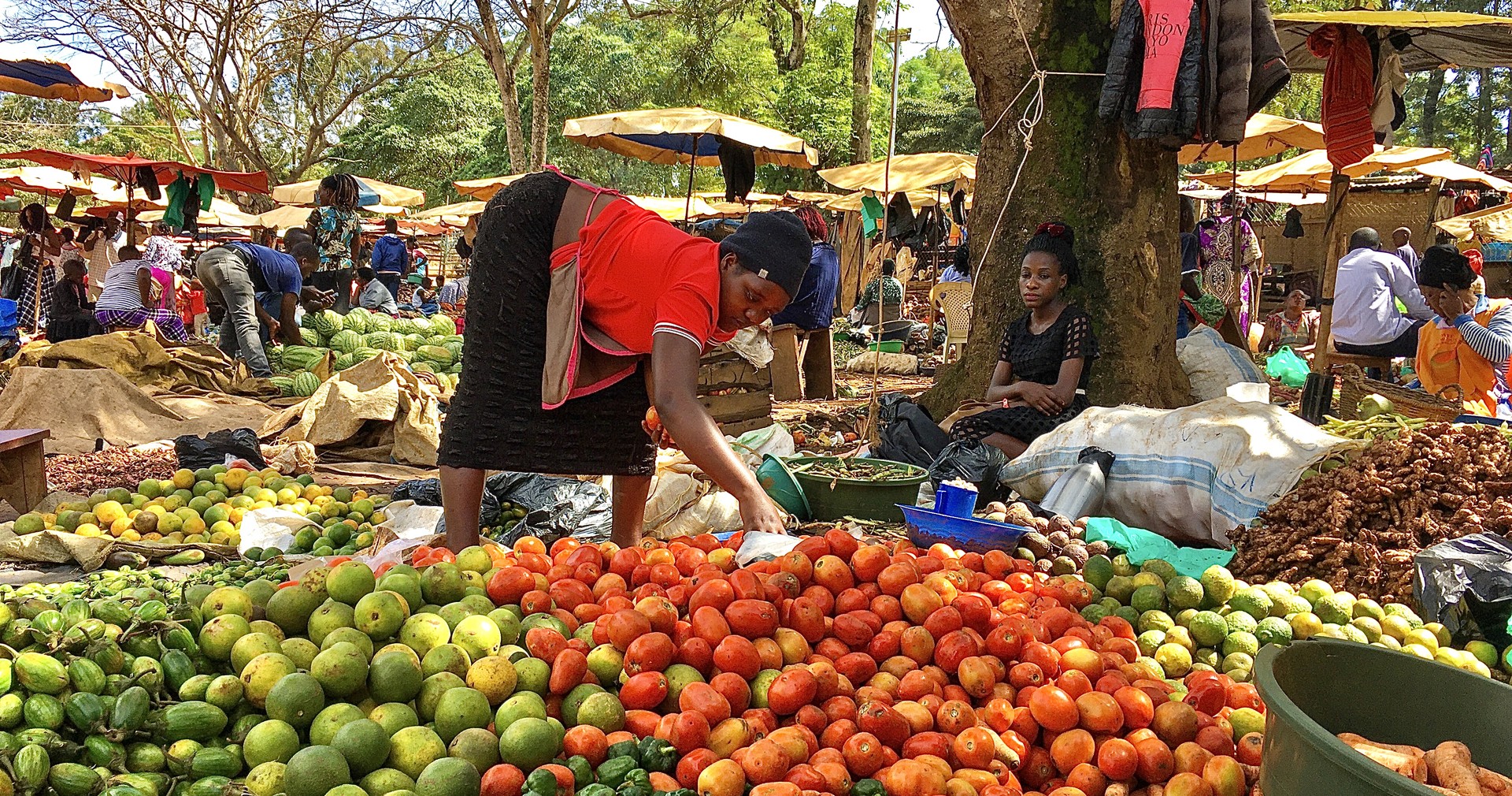 Woman sorting tomatoes at a busy vegetable market in Uganda