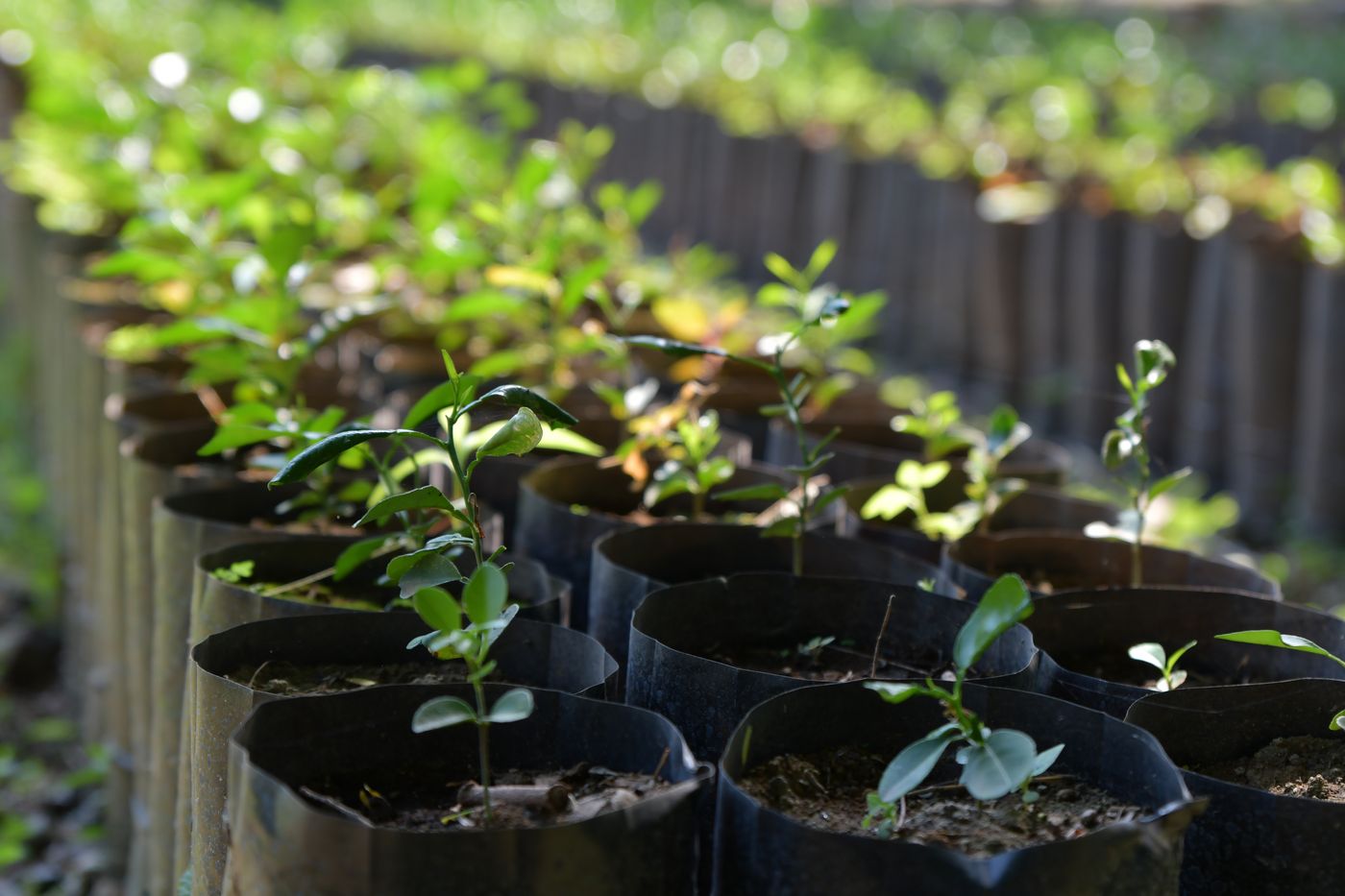 Young seedlings growing in bags at a plant nursery