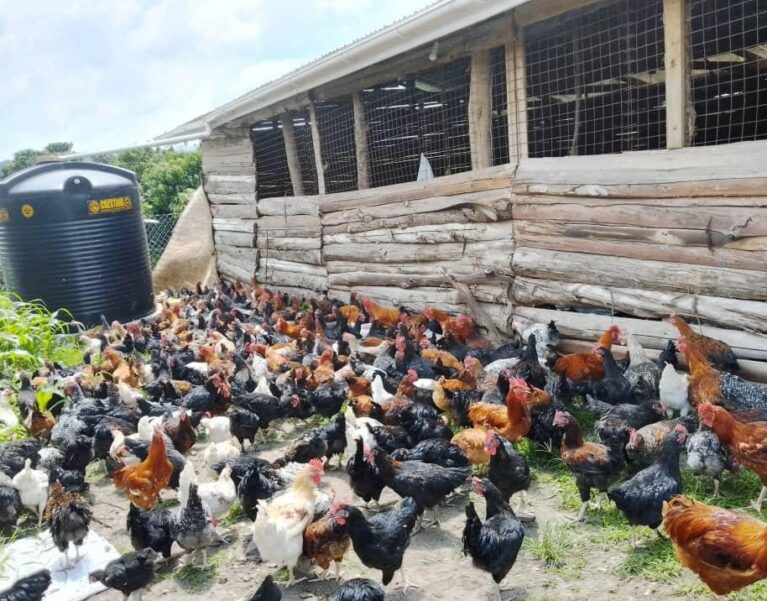 Free-range chickens at a Ugandan poultry farm