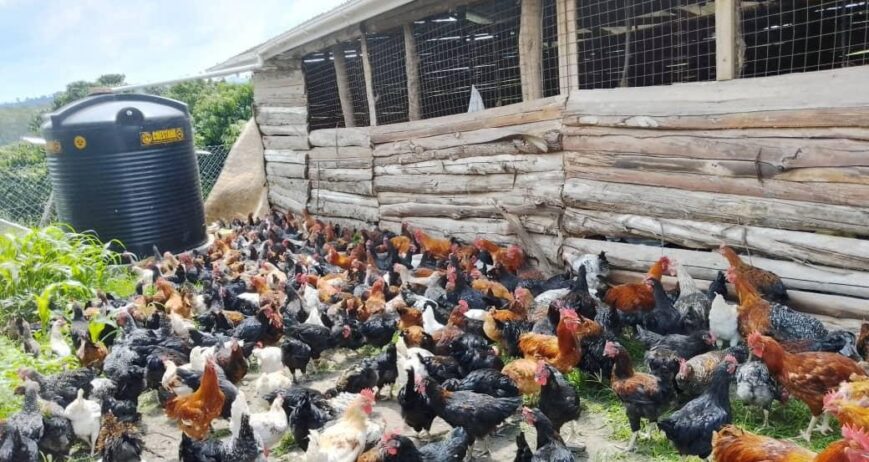 Free-range chickens at a Ugandan poultry farm