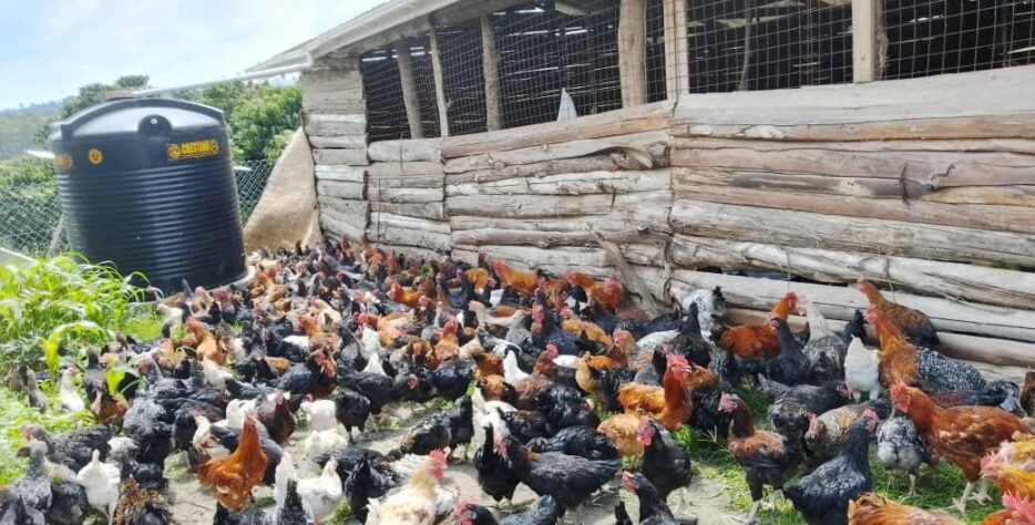 Free-range chickens at a Ugandan poultry farm