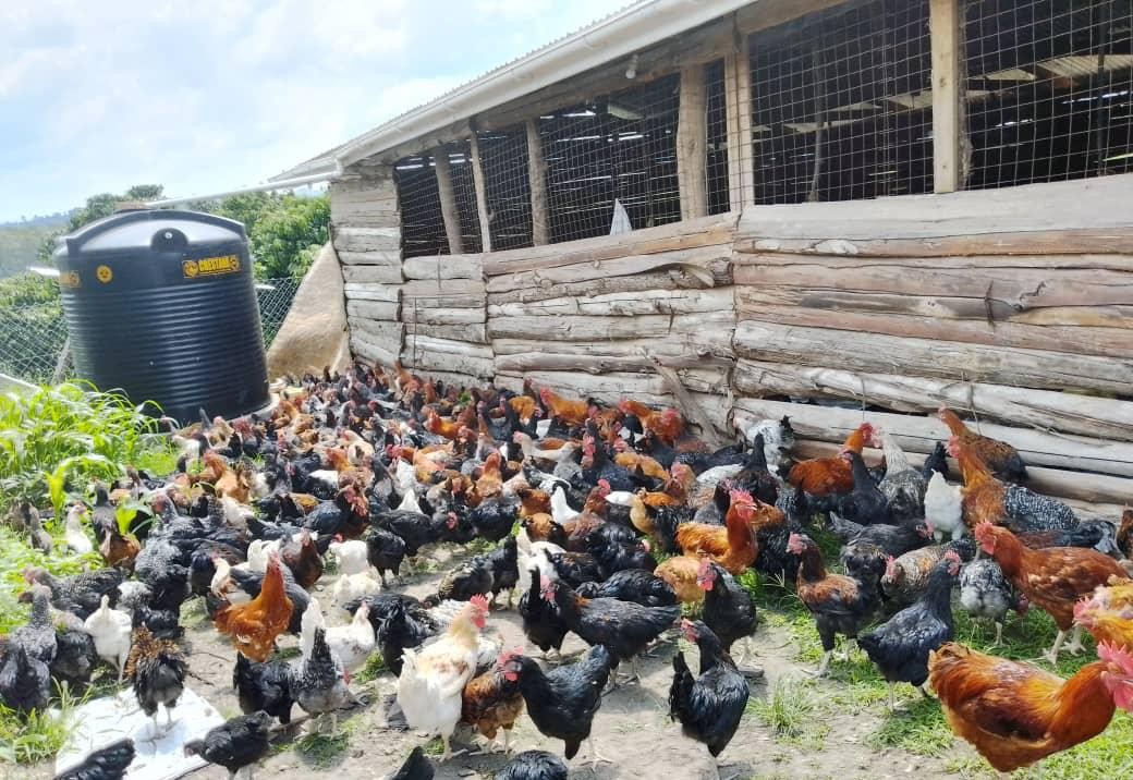 Free-range chickens at a Ugandan poultry farm