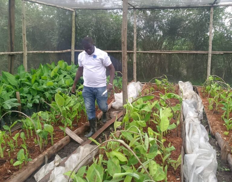 Light Agro Skills agronomist inspecting coffee seedlings in a nursery