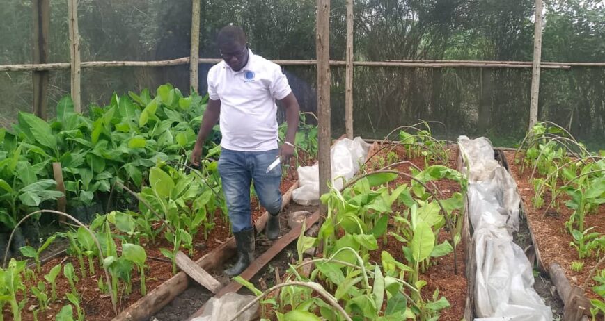 Light Agro Skills agronomist inspecting coffee seedlings in a nursery