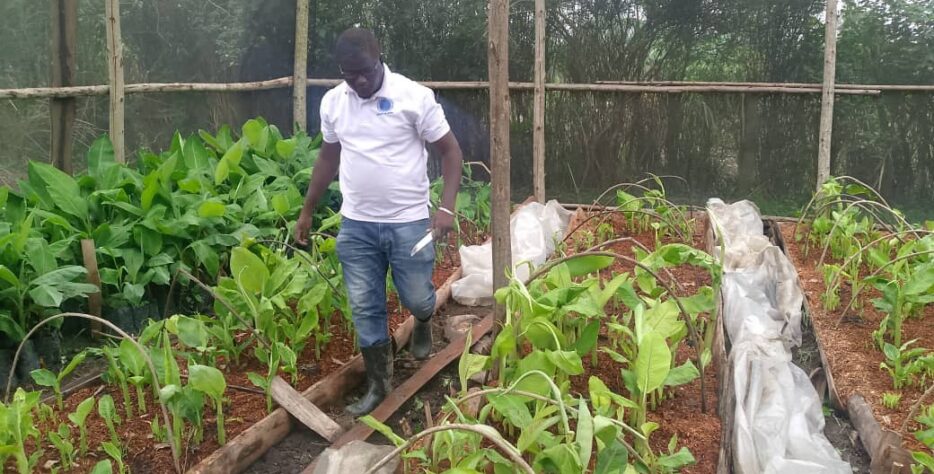 Light Agro Skills agronomist inspecting coffee seedlings in a nursery