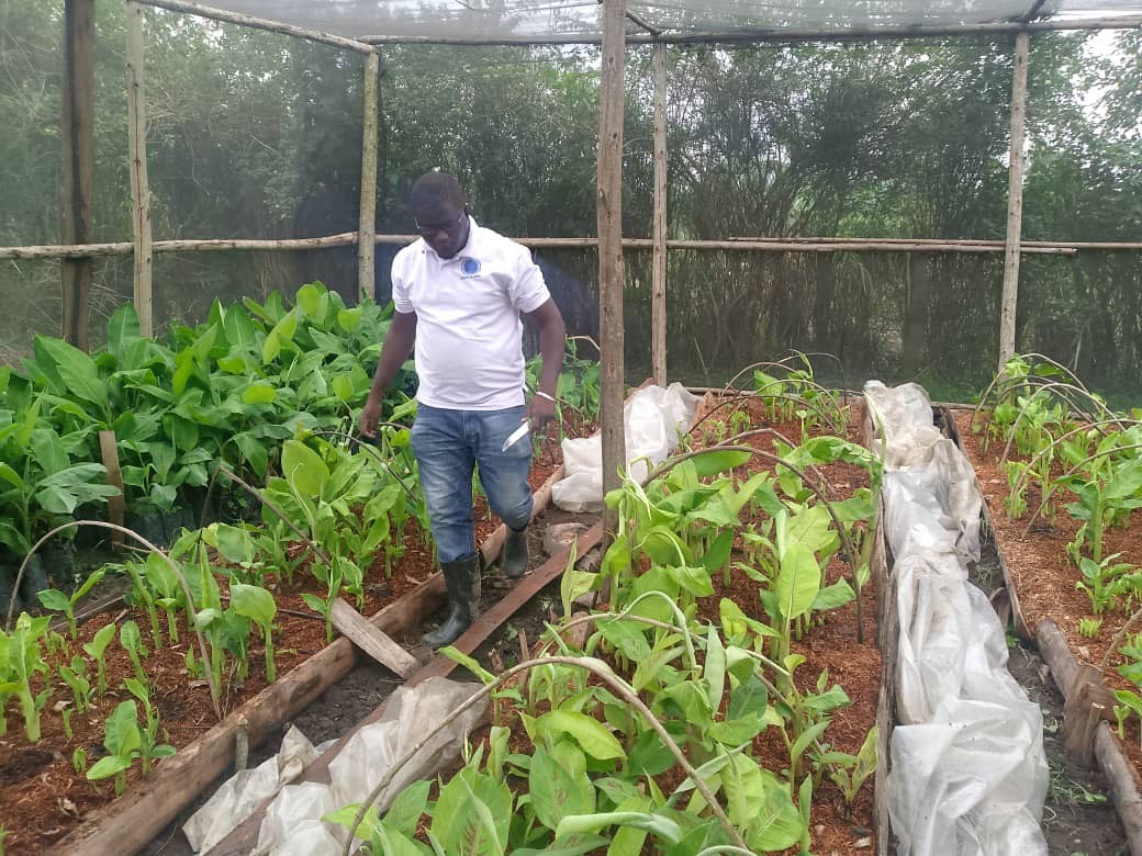 Light Agro Skills agronomist inspecting coffee seedlings in a nursery