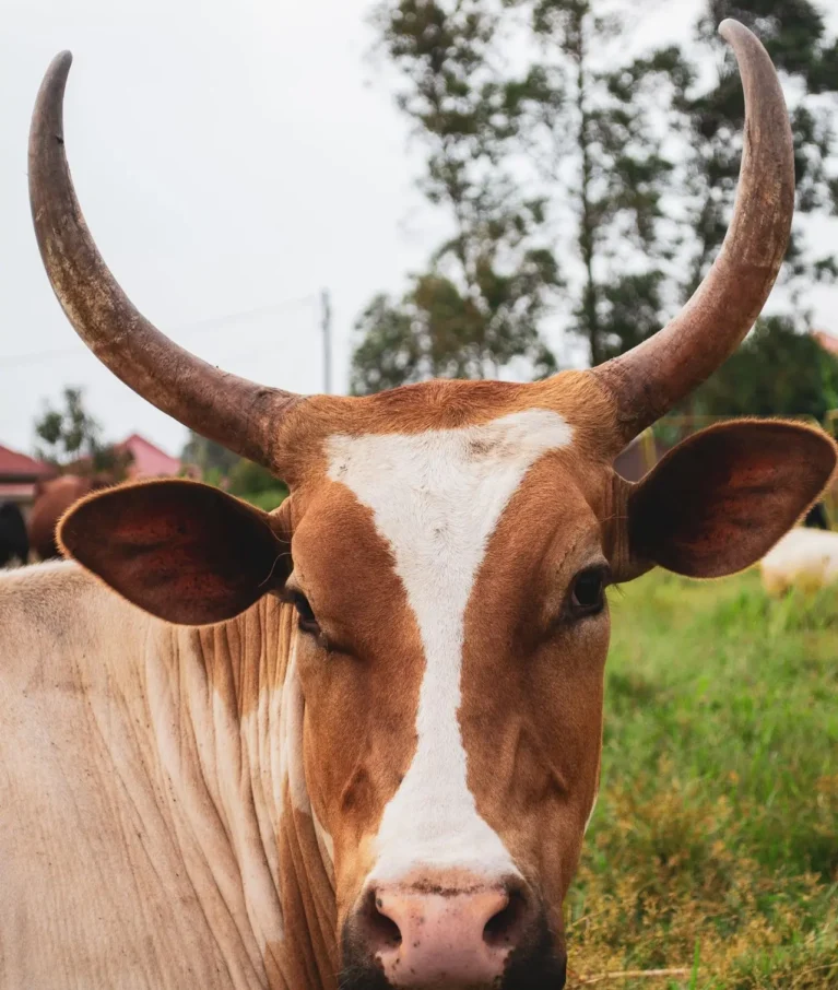 Organic farms avoid toxic inputs, improve soil health, grow clean, sustainable food that supports nature.