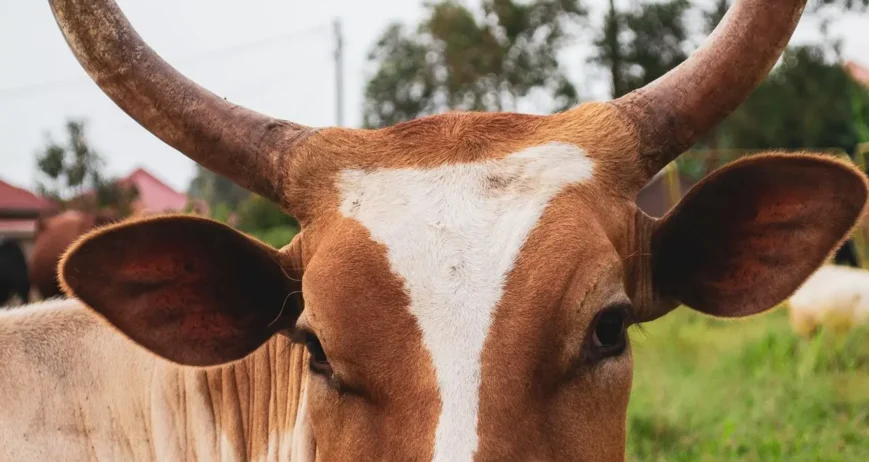 Organic farms avoid toxic inputs, improve soil health, grow clean, sustainable food that supports nature.