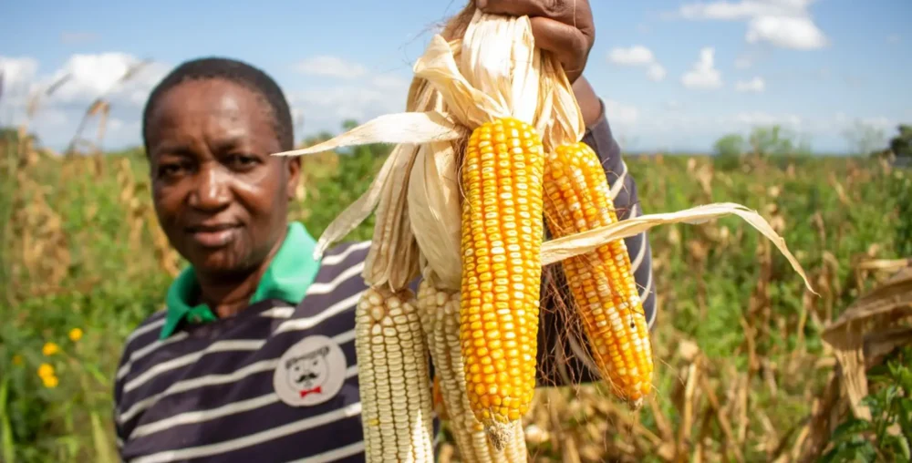Organic farms avoid toxic inputs, improve soil health, grow clean, sustainable food that supports nature.