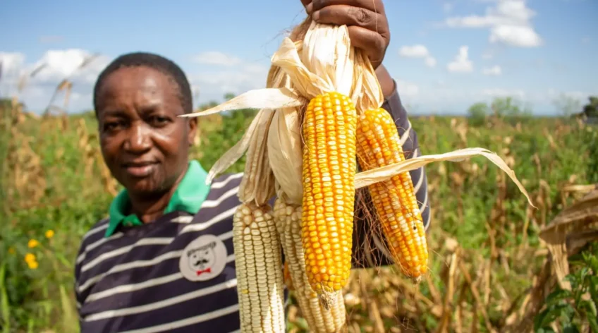 You have been saving seed from your best maize cob for years. It is free. But it is also giving you shrinking harvests. Here is the honest comparison every farmer deserves to see.
