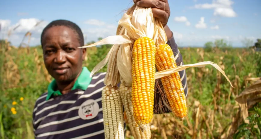 Organic farms avoid toxic inputs, improve soil health, grow clean, sustainable food that supports nature.