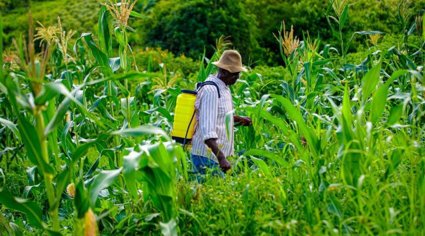 The armyworm does not fear your chemicals anymore. It has learned. But Ugandan scientists have found three practical approaches that actually work, and they do not cost as much as you think.