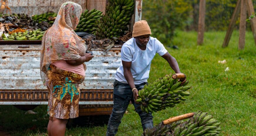 Supporting agricultural enterprises, individual farmers, cooperatives, and SMEs, to develop viable business models, access finance, and grow commercially.