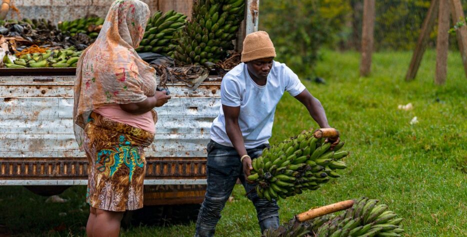 Supporting agricultural enterprises, individual farmers, cooperatives, and SMEs, to develop viable business models, access finance, and grow commercially.