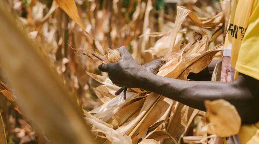 You have farmed this land for 20 years. Your children were born here. But you have no paper. And now someone is claiming it. Here is what you can legally do, and what you should have done earlier.