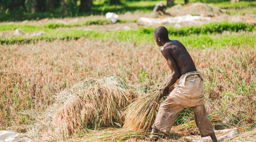 Three bags out of every ten are lost before they reach the market. That is money you already worked for, gone to pests, mould, and bad drying. Here is how to stop that from happening this season.
