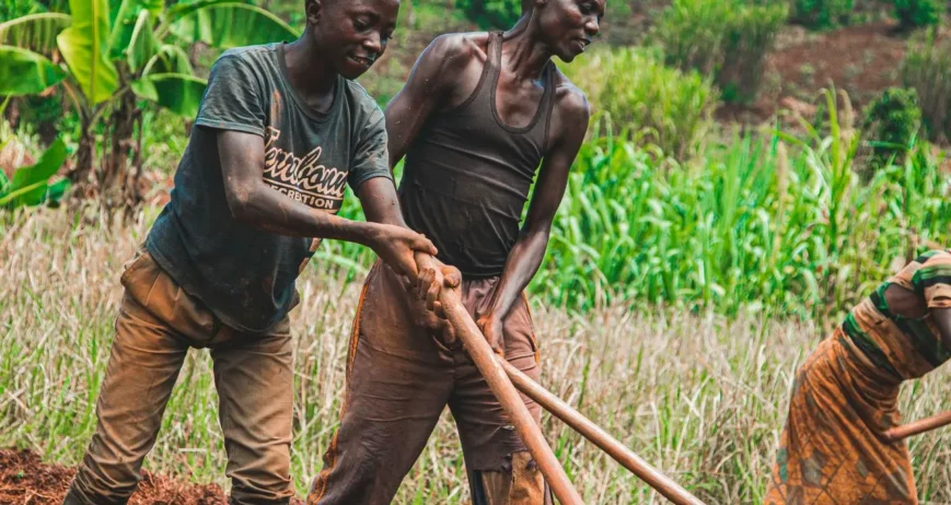 Organic farms avoid toxic inputs, improve soil health, grow clean, sustainable food that supports nature.