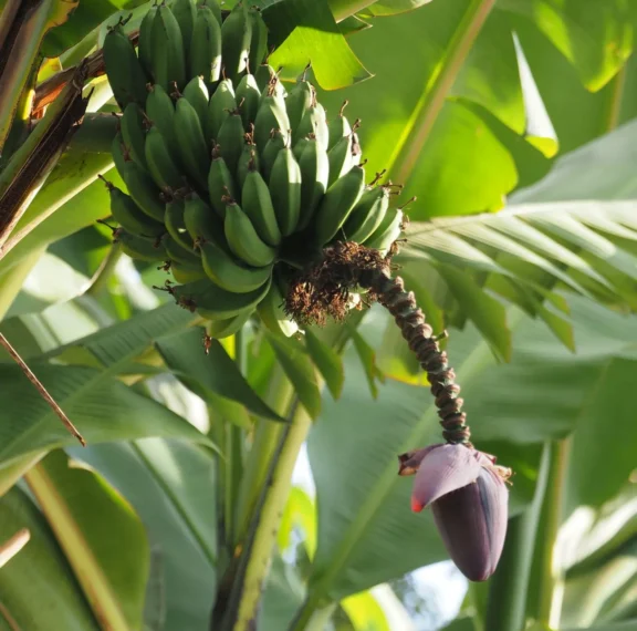 The armyworm does not fear your chemicals anymore. It has learned. But Ugandan scientists have found three practical approaches that actually work, and they do not cost as much as you think.