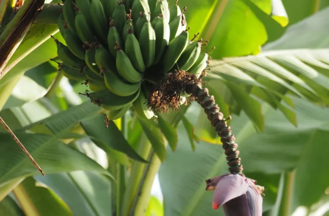 The armyworm does not fear your chemicals anymore. It has learned. But Ugandan scientists have found three practical approaches that actually work, and they do not cost as much as you think.