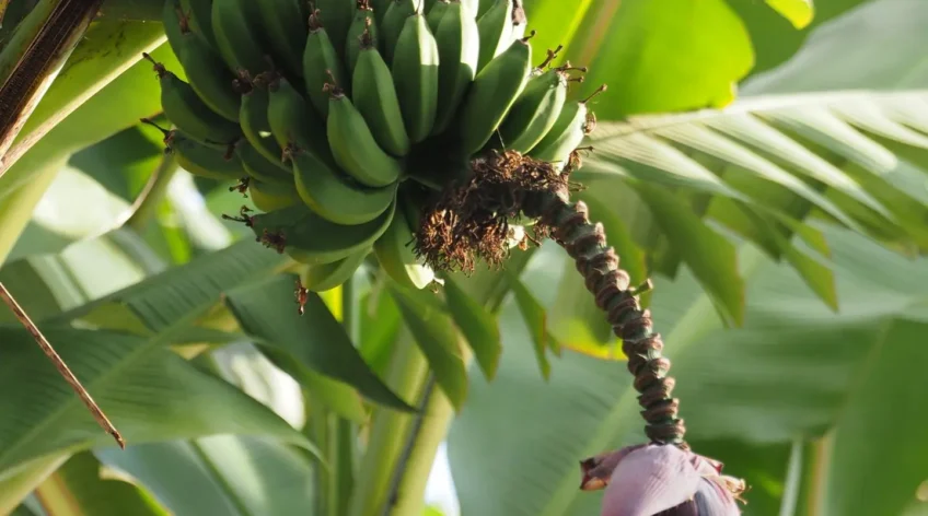 The armyworm does not fear your chemicals anymore. It has learned. But Ugandan scientists have found three practical approaches that actually work, and they do not cost as much as you think.