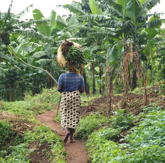 Uganda's rains no longer follow the old calendar. In 2026, the Karamoja rainy season started then stopped, forcing farmers to replant weeks late. If you are wondering when to plant, this guide breaks down what has changed and what you can do about it.