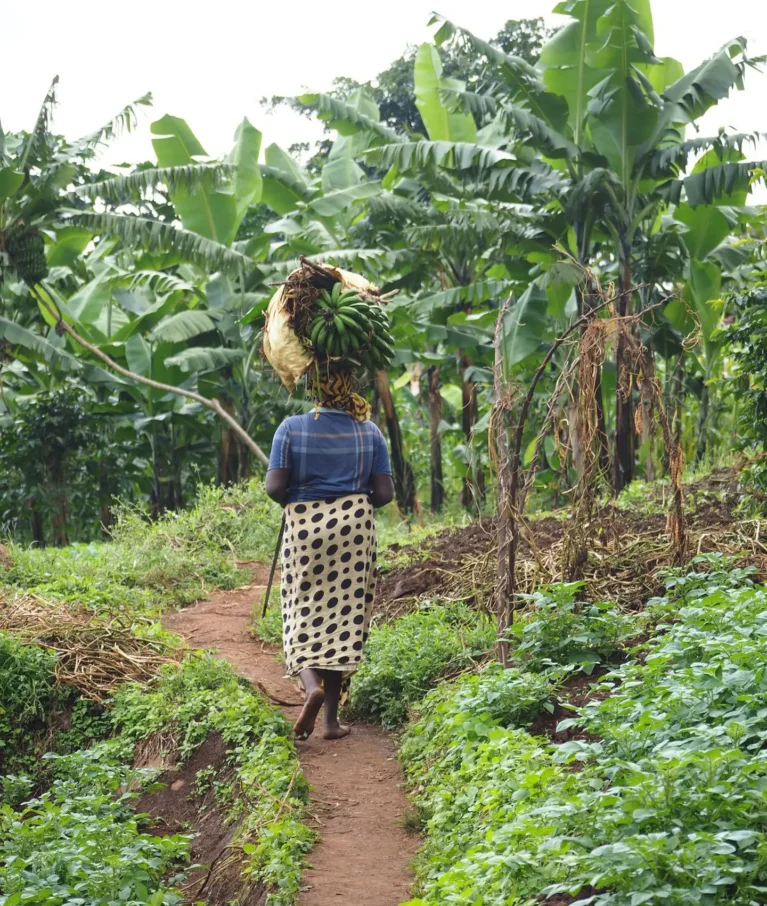 Organic farms avoid toxic inputs, improve soil health, grow clean, sustainable food that supports nature.
