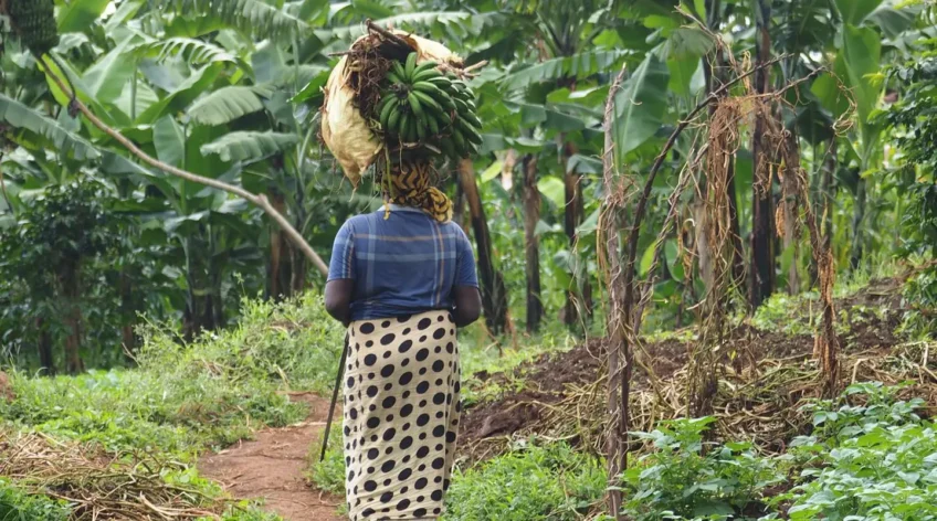Uganda's rains no longer follow the old calendar. In 2026, the Karamoja rainy season started then stopped, forcing farmers to replant weeks late. If you are wondering when to plant, this guide breaks down what has changed and what you can do about it.