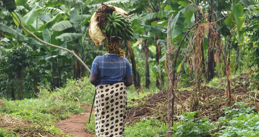 Organic farms avoid toxic inputs, improve soil health, grow clean, sustainable food that supports nature.