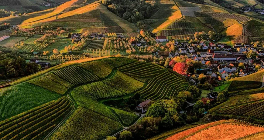 Building the skills, governance, and institutional capacity of farmer organisations, cooperatives, and farmer groups to function as effective business entities.
