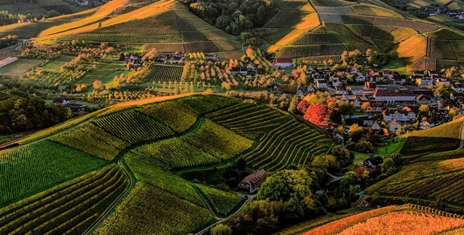 Building the skills, governance, and institutional capacity of farmer organisations, cooperatives, and farmer groups to function as effective business entities.