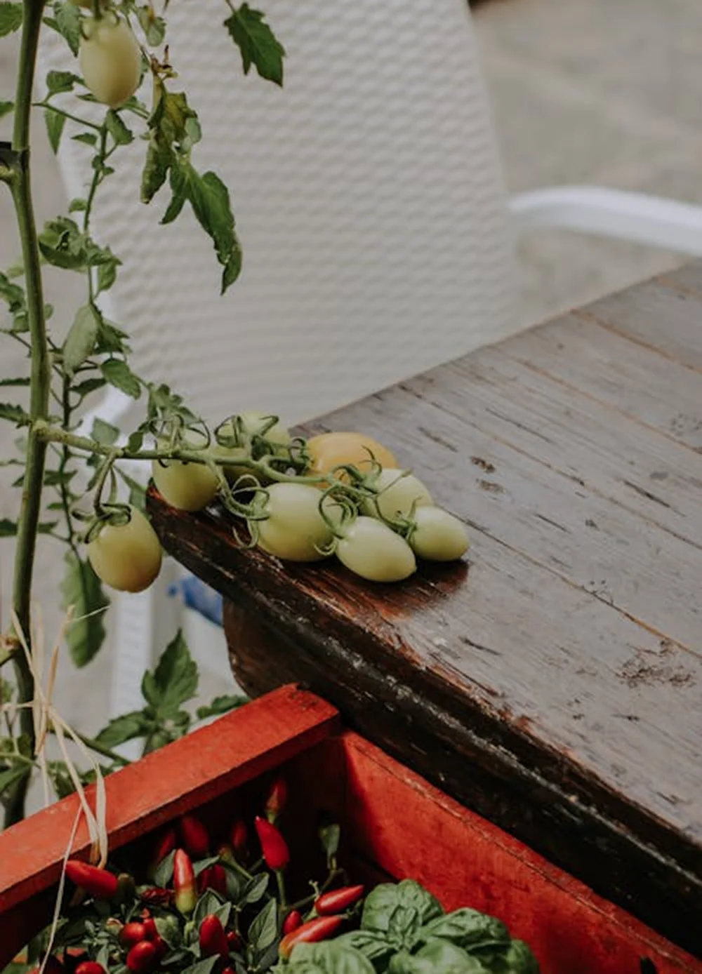 Supporting agricultural enterprises, individual farmers, cooperatives, and SMEs, to develop viable business models, access finance, and grow commercially.