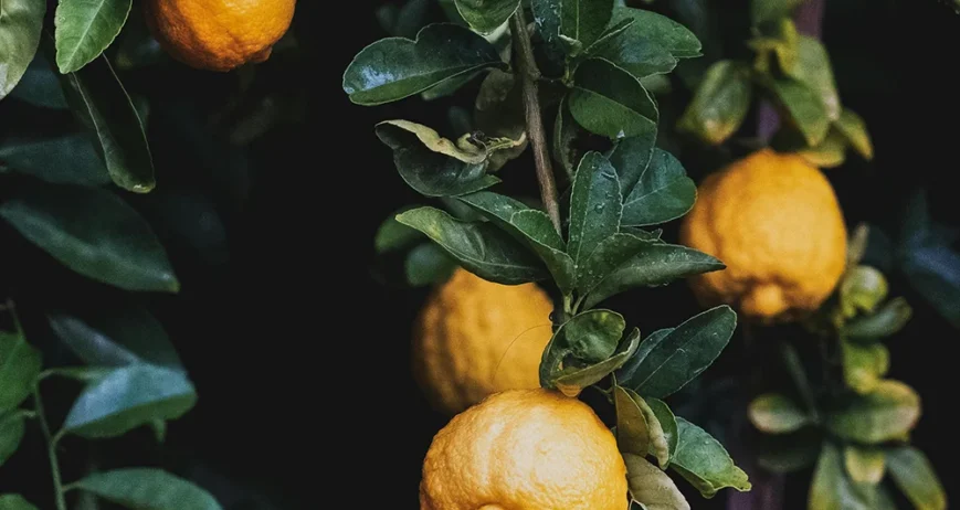 Building the market systems that connect farmers to buyers, processors, and service providers, with transparency, fair prices, and lasting relationships.