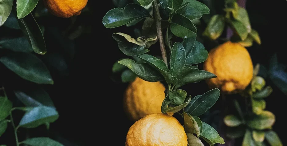 Building the market systems that connect farmers to buyers, processors, and service providers, with transparency, fair prices, and lasting relationships.
