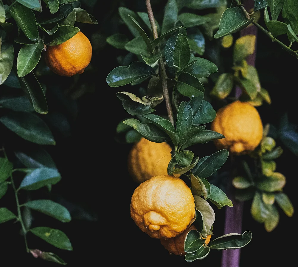 Building the market systems that connect farmers to buyers, processors, and service providers, with transparency, fair prices, and lasting relationships.