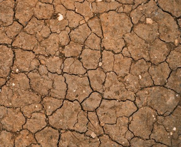 Ugandan smallholder farmer checking dry cracked soil during a dry spell in a maize field