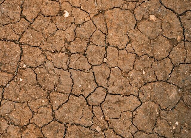 Ugandan smallholder farmer checking dry cracked soil during a dry spell in a maize field